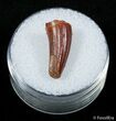 Small Cretaceous Aged Fossil Crocodile Tooth #2861-1